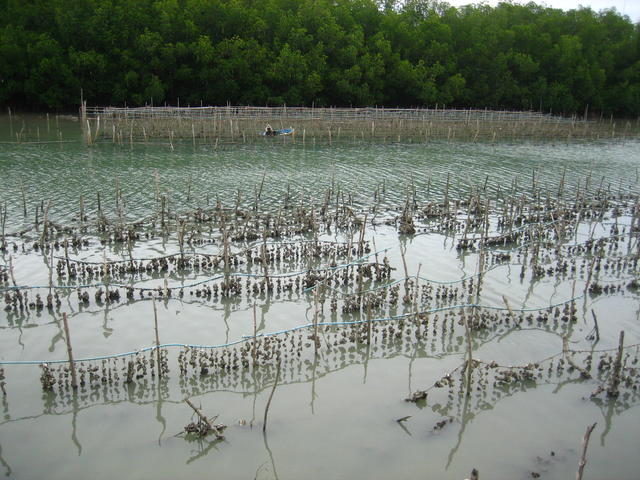 oyster farming - free image