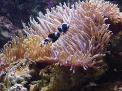 pair of clown fishes