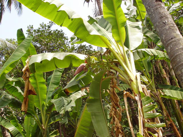 Palms variety - free image