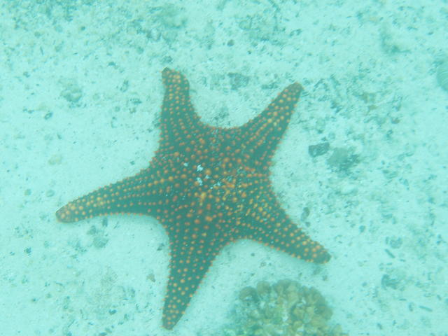 Panamic Cushion Sea Star - free image