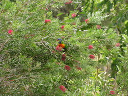 parrot in a bush