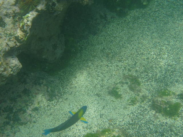 Parrotfish - free image