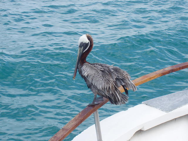 Pelicane resting - free image