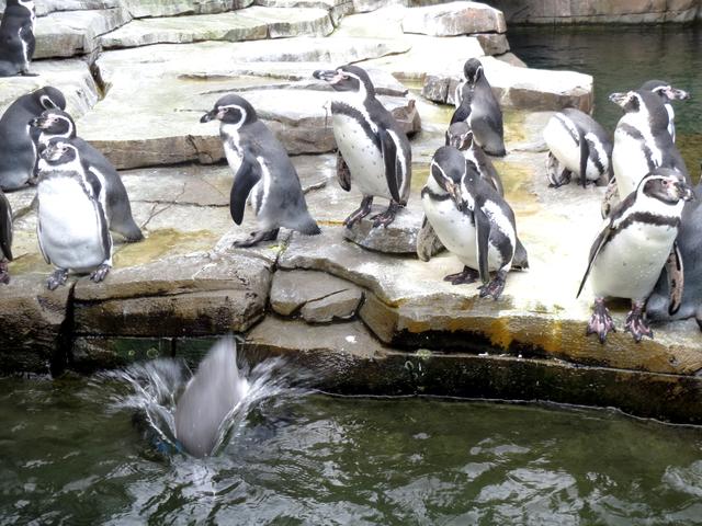 penguins - free image