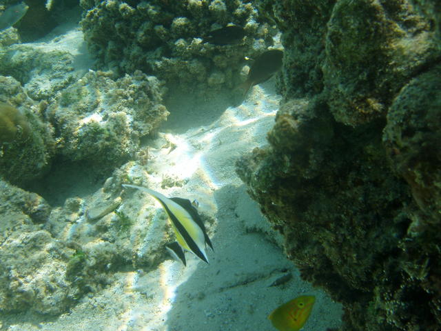 pennant  coral fish - free image