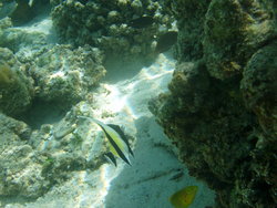 pennant  coral fish