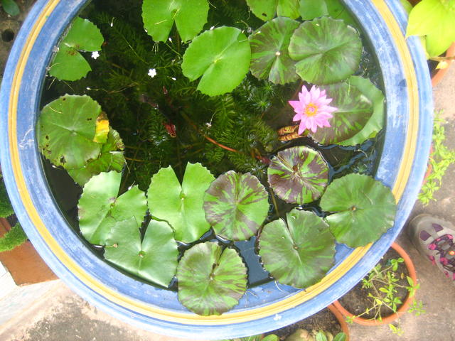 Pink Lotus - free image