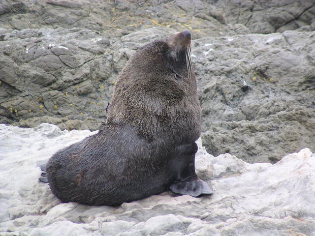 pointy-nosed New Zealand fur seal - free image