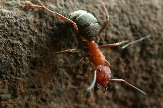 red ant - free image