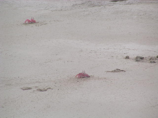 red crabs on beach - free image