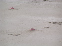 red crabs on beach
