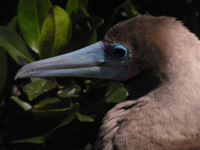 Red footed boobie - free image