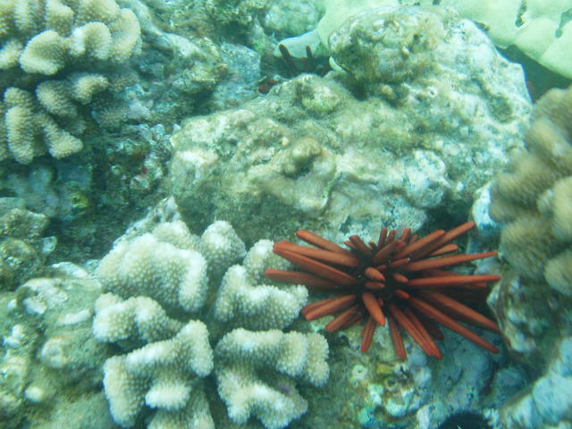 Red pencil urchin - free image