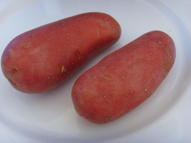 red potatoes - free image