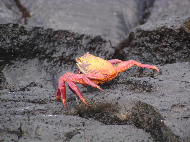 red rock crab - free image
