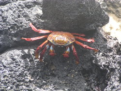 Red Rocky crab