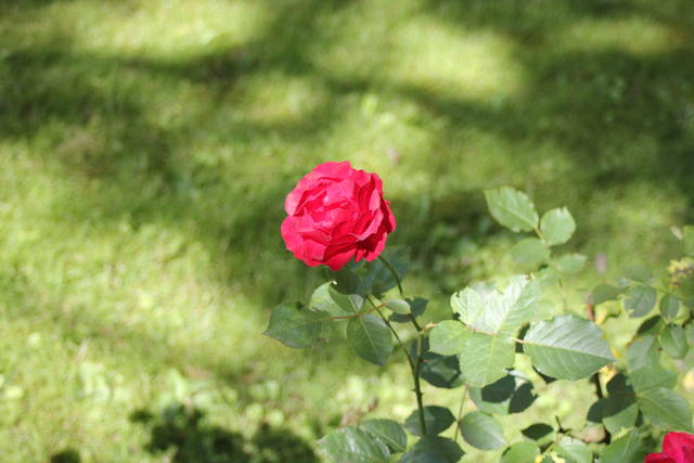 red rose - free image