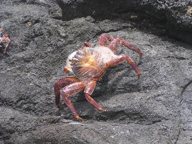 rock Crab - free image