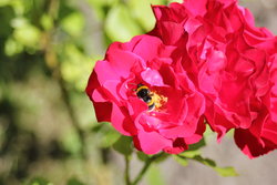 Rose with bumblebee