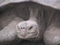 Saddleback Tortoise