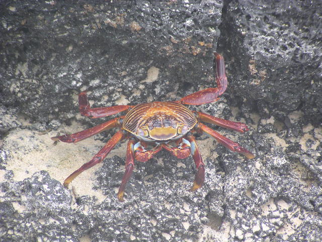 sally Light Foor crab - free image