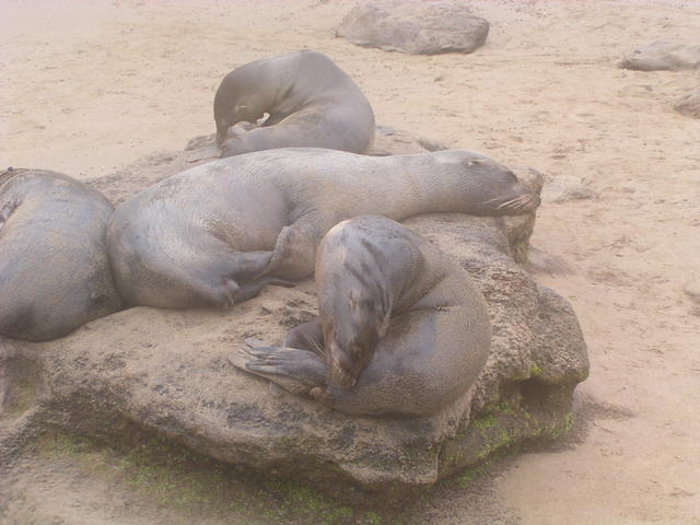 Sea lion - free image