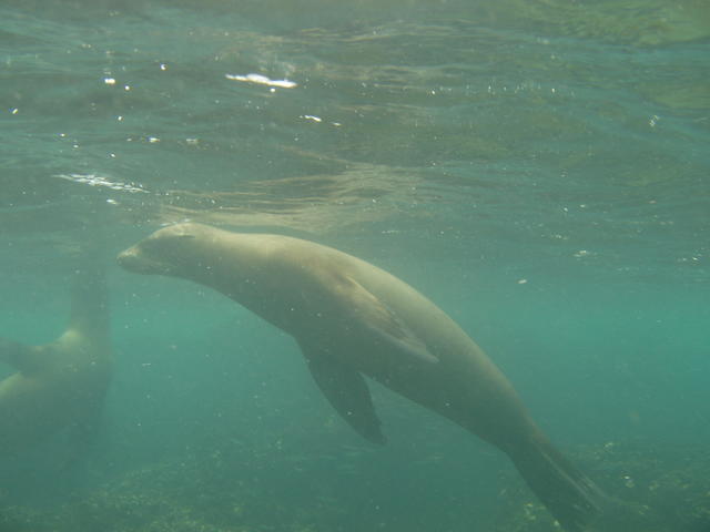 Sea lion diving - free image