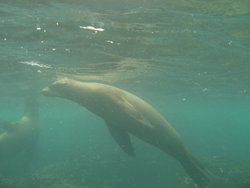 Sea lion diving