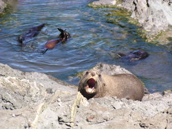 sea lion shouting