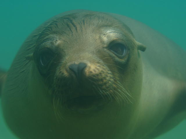 Sea lion whiskers - free image