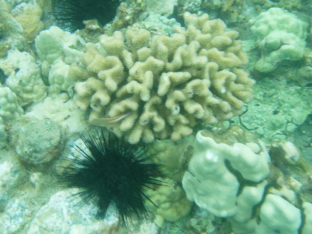 sea urchin on reef - free image
