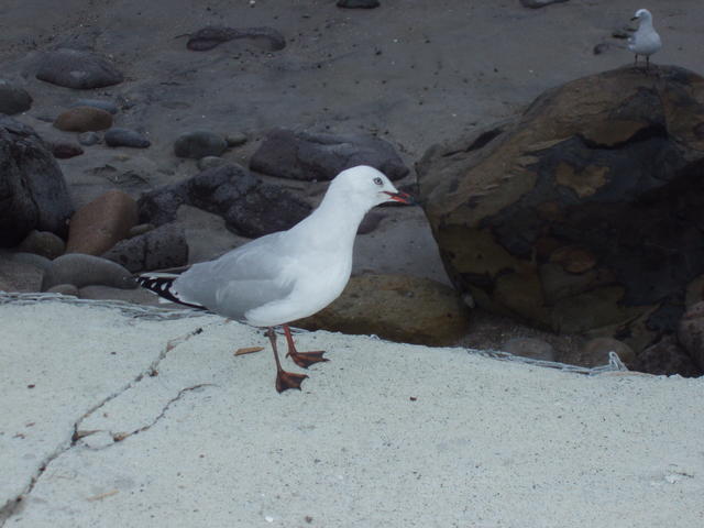 seagull - free image