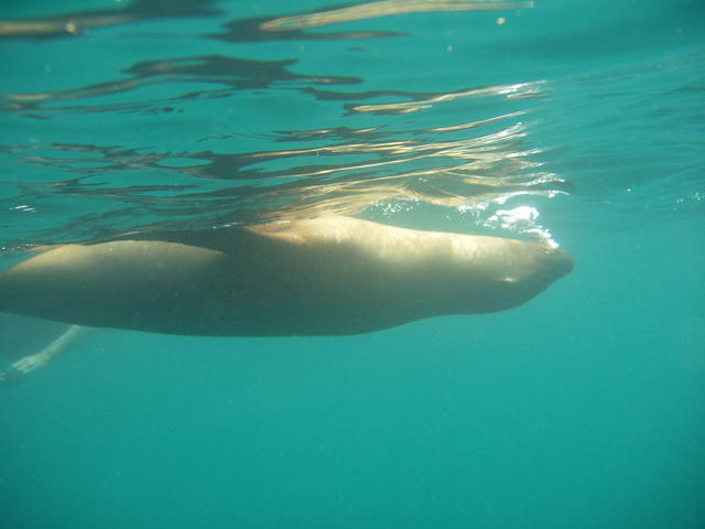 seal diving - free image