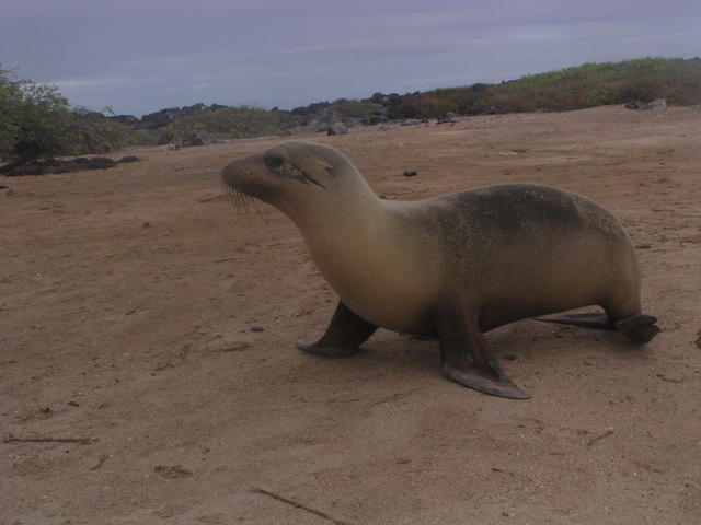 Seal profile - free image