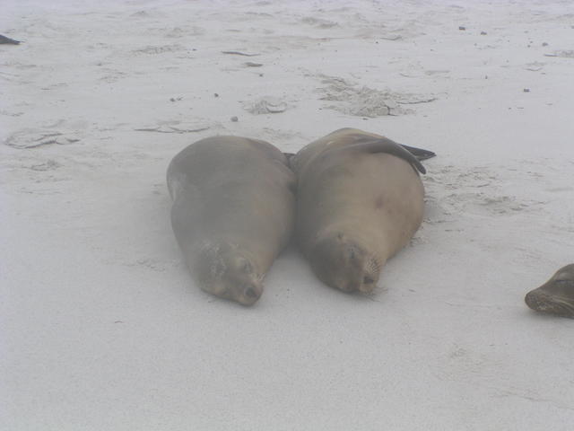 seals in love - free image