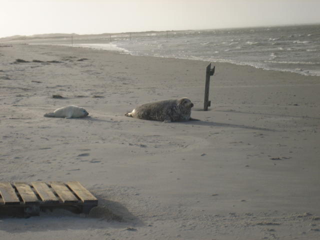 seals on beach - free image