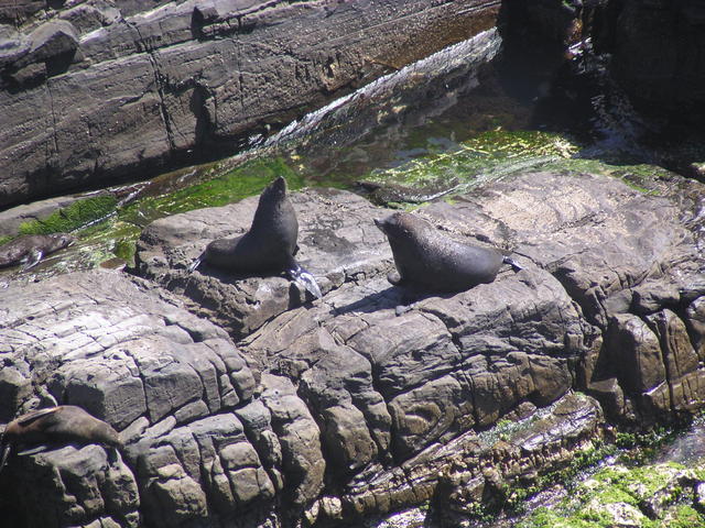 Seals taking sun - free image