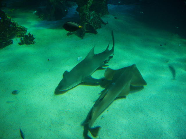 Sharks in rest - free image