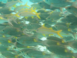 Shoal  of smal yellow fishes