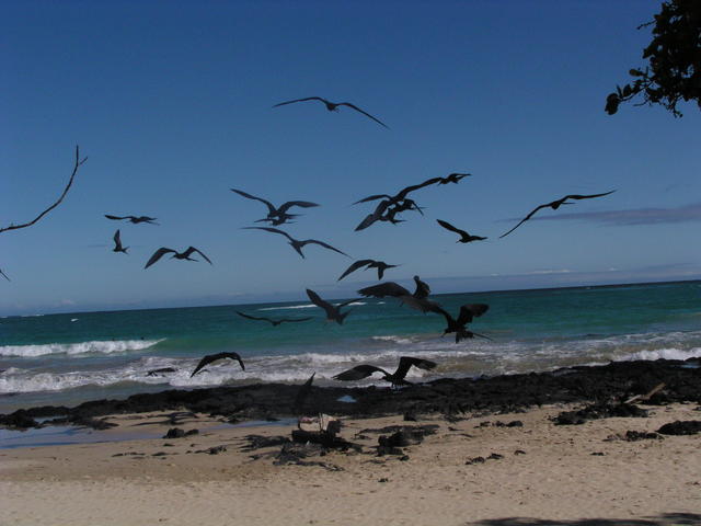 Shore bird - free image