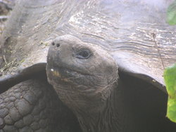short necked giant tortoise