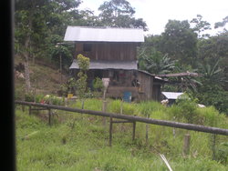 simple house in jungle
