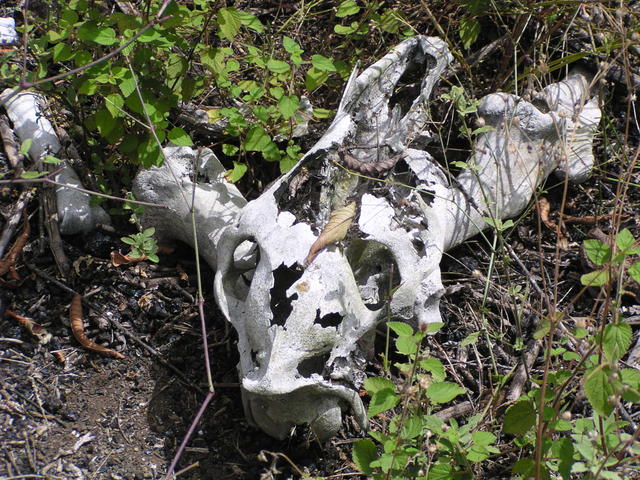 skeletal remains - free image