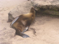 sleepy sea lion