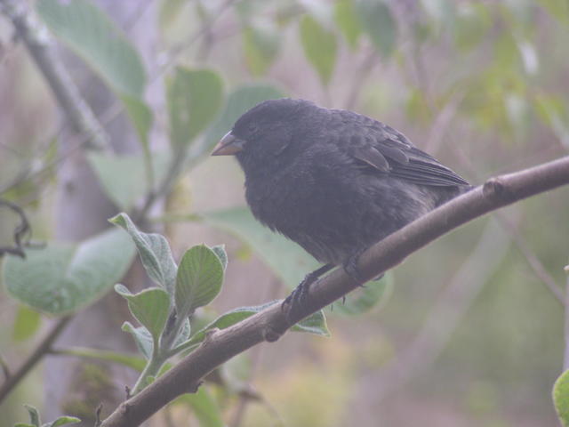 small tree finch - free image