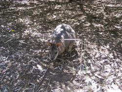 Sniky kangaroo