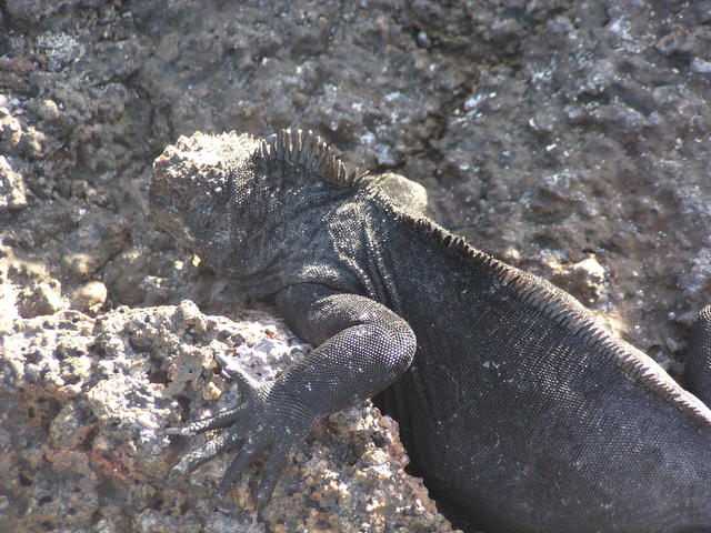 spiky iguana - free image