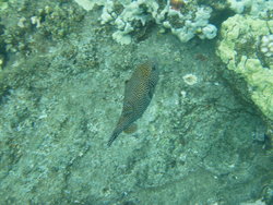 spotted porcupine fish