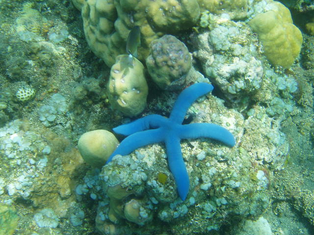 starfish - free image