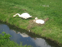 swans caring for each other